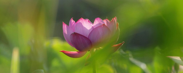 关于荷花的诗句推荐(你还知道哪些关于荷花的诗句吗)