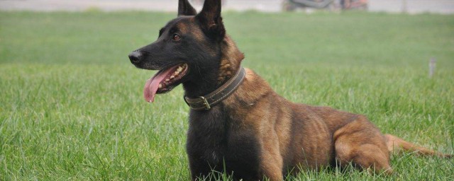 马犬怎么挑选(马犬怎么挑选胆大)