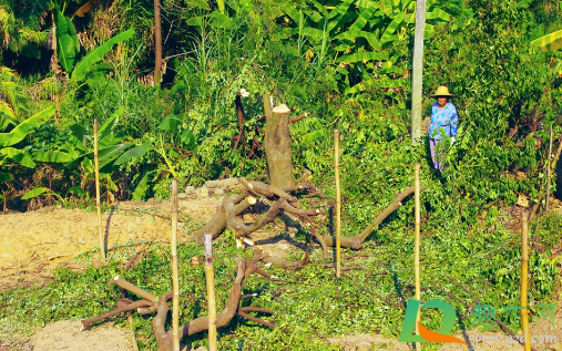 超过多少年老树不能砍(多少树龄的树不能砍)