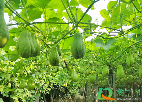 佛手瓜是水果还是蔬菜(佛手瓜的功效与作用是菜,还是水果?)