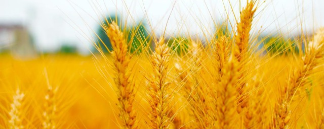 不同地区成熟季节介绍(不同季节的特点)