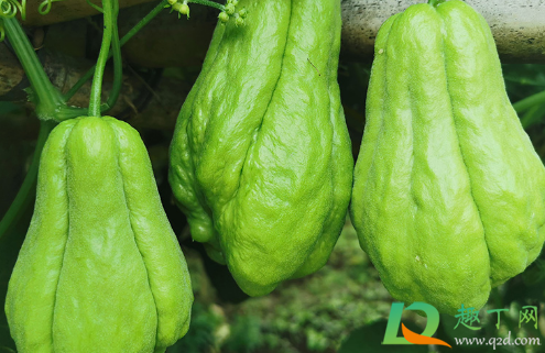 佛手瓜为什么只长藤不结果(佛手瓜在藤上发芽了) 佛手瓜为什么只长藤不结果(佛手瓜在藤上发芽了)