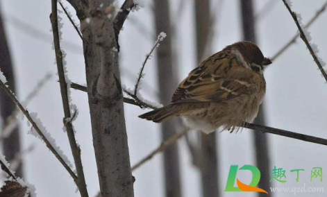 2021年最后一个九是什么时候(2021年今天是第几个九的第几天)