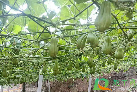 佛手瓜的吃法用去皮吗(佛手瓜怎么吃去皮吗)