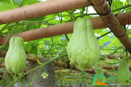 佛手瓜为什么只长藤不结果(佛手瓜在藤上发芽了)