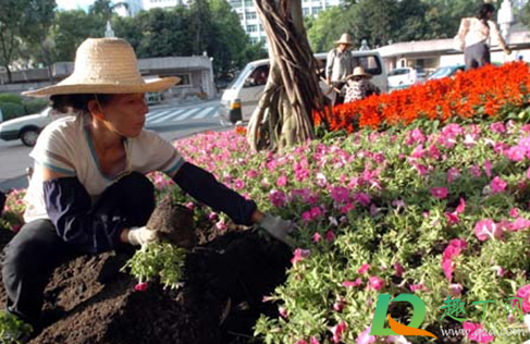 草可以直接埋土里做肥料吗(干草埋在土里做肥料可以吗)