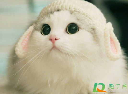 猫咪春节跟着回家好吗(猫猫会回家吗)