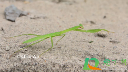 螳螂是不是有益的昆虫(螳螂到底是益虫还是害虫)