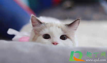 狂犬疫苗多长时间内打(狂犬疫苗多长时间内打完3针)