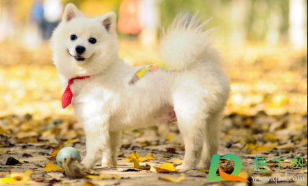 春节回家可以把狗关笼子里吗(小狗刚回家要不要关笼子)