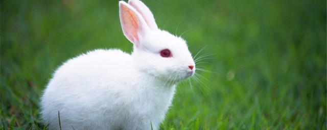 兔子什么时候配种比较好(兔子配种在什么时候最好)