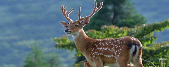 梅花鹿养殖的条件是什么(梅花鹿养殖场)