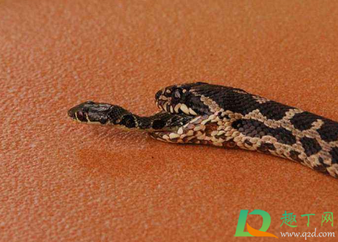 梦到蛇是什么寓意(女生梦到蛇是什么寓意) 梦到蛇是什么寓意(女生梦到蛇是什么寓意)