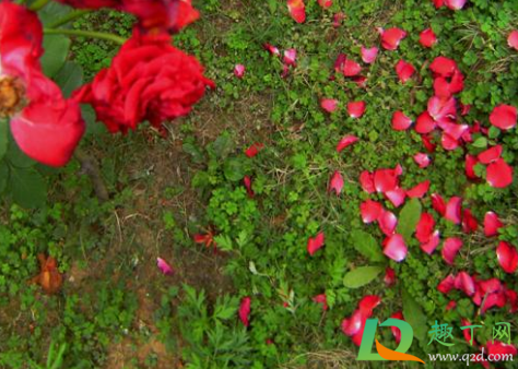 草可以直接埋土里做肥料吗(干草埋在土里做肥料可以吗)