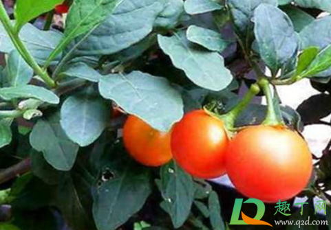 冬珊瑚的果子可以吃不(冬珊瑚可以吃吗) 冬珊瑚的果子可以吃不(冬珊瑚可以吃吗)