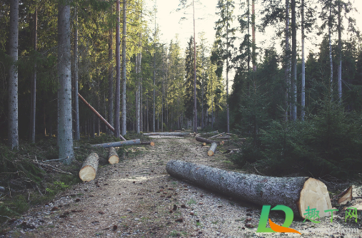 超过多少年老树不能砍(多少树龄的树不能砍) 超过多少年老树不能砍(多少树龄的树不能砍)