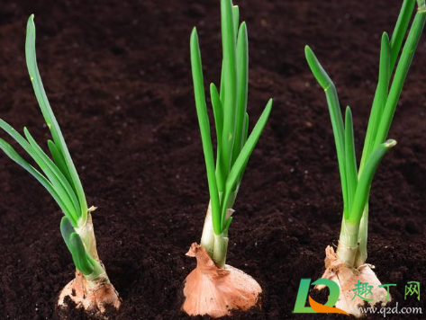 发芽洋葱能不能吃(请问洋葱发芽能不能吃) 发芽洋葱能不能吃(请问洋葱发芽能不能吃)