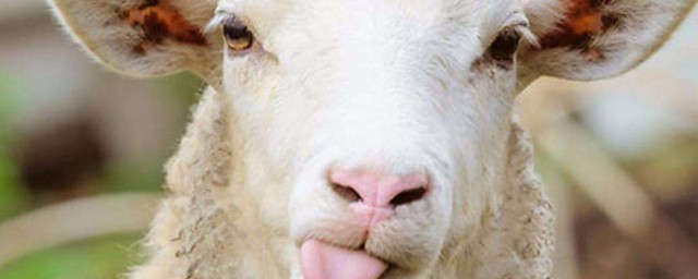 我国主要饲养的是什么类型的羊(养殖羊的种类)