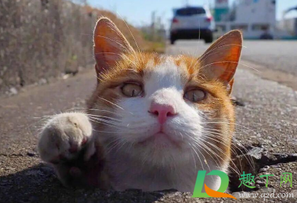 被猫咬了72小时内打针可以吗(被猫咬24小时内打了针有用吗)