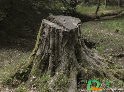 家里砍树需要选日子吗(砍树的日子有讲究吗)