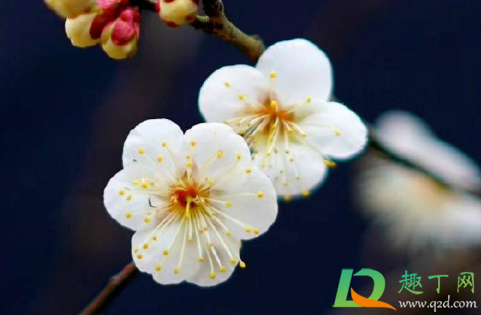 2021年腊月初八在几九里(2021年腊月初一是几九的第几天) 2021年腊月初八在几九里(2021年腊月初一是几九的第几天)