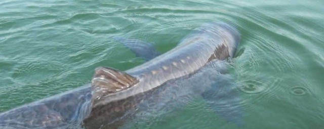 谷麦钓法是什么？(谷麦钓法和传统钓)