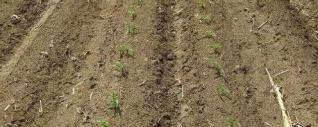 应用于什么地方(应用的地方)