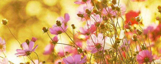 你被花朵惊艳到了吗？(惊艳的花朵)