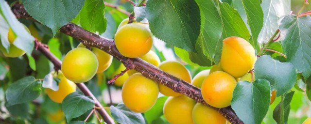 杏子有什么功效(冰糖煮杏子有什么功效)