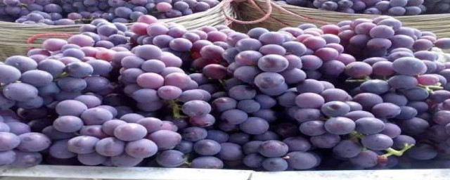 吃水果的好处有什么(吃水果的好处和坏处)