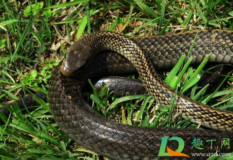 梦到蛇是什么寓意(女生梦到蛇是什么寓意) 梦到蛇是什么寓意(女生梦到蛇是什么寓意)