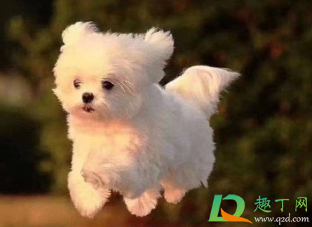 早八人是什么梗(早八人是啥)