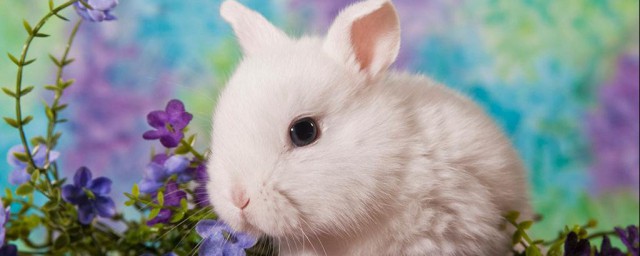 rabbit 的复数是什么