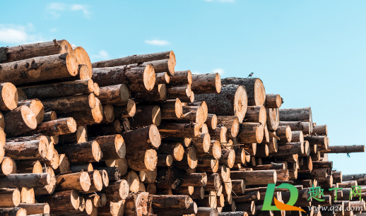 家里砍树需要选日子吗(砍树的日子有讲究吗)