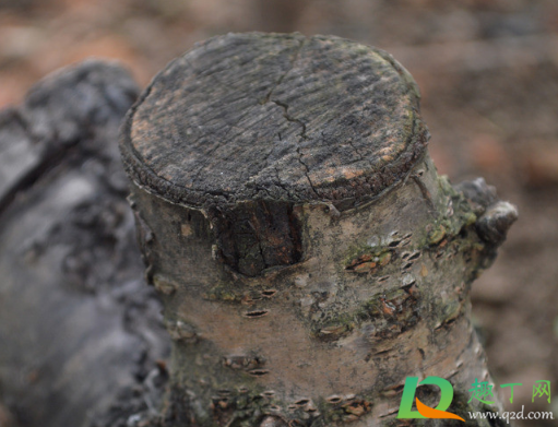 超过多少年老树不能砍(多少树龄的树不能砍) 超过多少年老树不能砍(多少树龄的树不能砍)