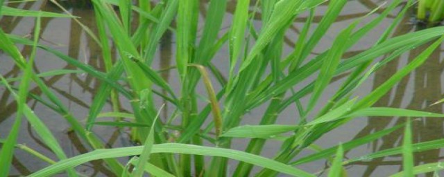 缺氮表现有哪些(缺氮肥的表现)