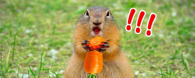 什么是土拔鼠(土拔鼠是啥意思)