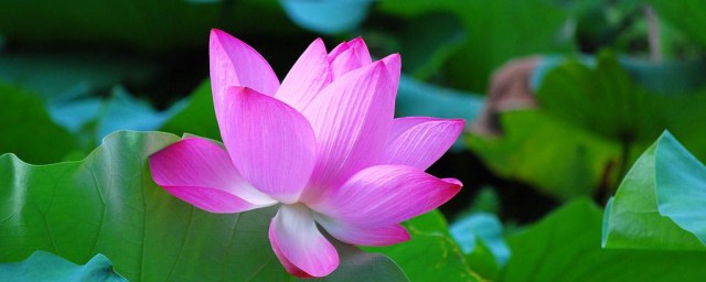 看看诗人是怎样描述她的美的(写诗很美的诗人)