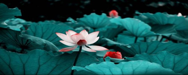 荷花的诗句有什么(荷花的诗句有什么?)