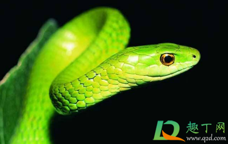 梦到蛇是什么寓意(女生梦到蛇是什么寓意)