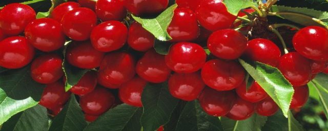 如何种樱桃(樱桃树苗的种植方法)