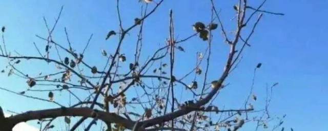 老农民经验总结(农村工作经验总结)