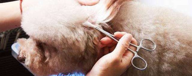 剪耳介绍(剪耳发怎么剪)