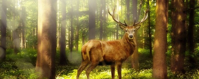 释义及典故介绍(词语出处及典故)