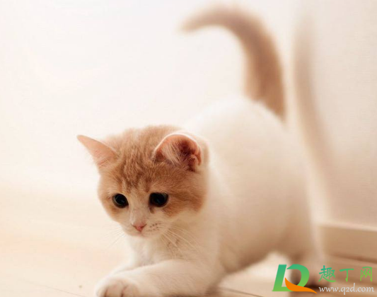 猫咪春节跟着回家好吗(猫猫会回家吗)