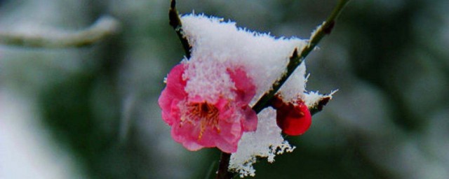 来看看古人是怎么描写岁寒三友之一的梅花的(我知道梅花和什么什么是岁寒三友)
