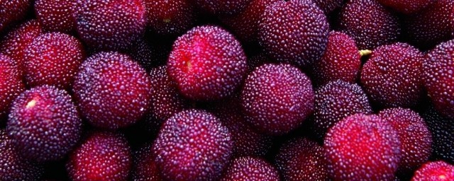 喝杨梅酒有什么好处(女人常喝杨梅酒有什么好处)