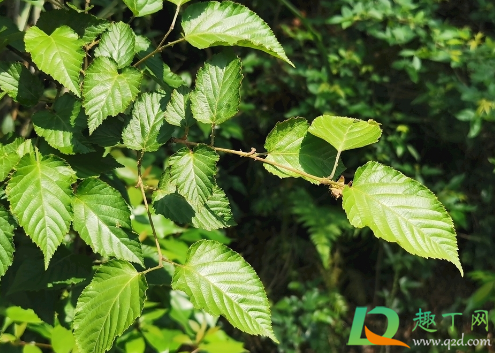 2021立春后能动土吗(立春后能不能动土) 2021立春后能动土吗(立春后能不能动土)