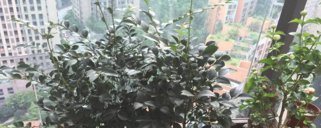 长得快(长得快的植物)