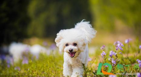 春节回家可以把狗关笼子里吗(小狗刚回家要不要关笼子)